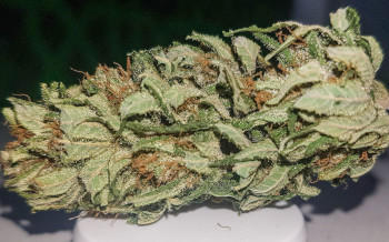 Cannabis Store Amsterdam